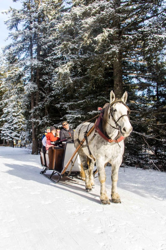Chamrousse – Expérience Calèche : balade à cheval