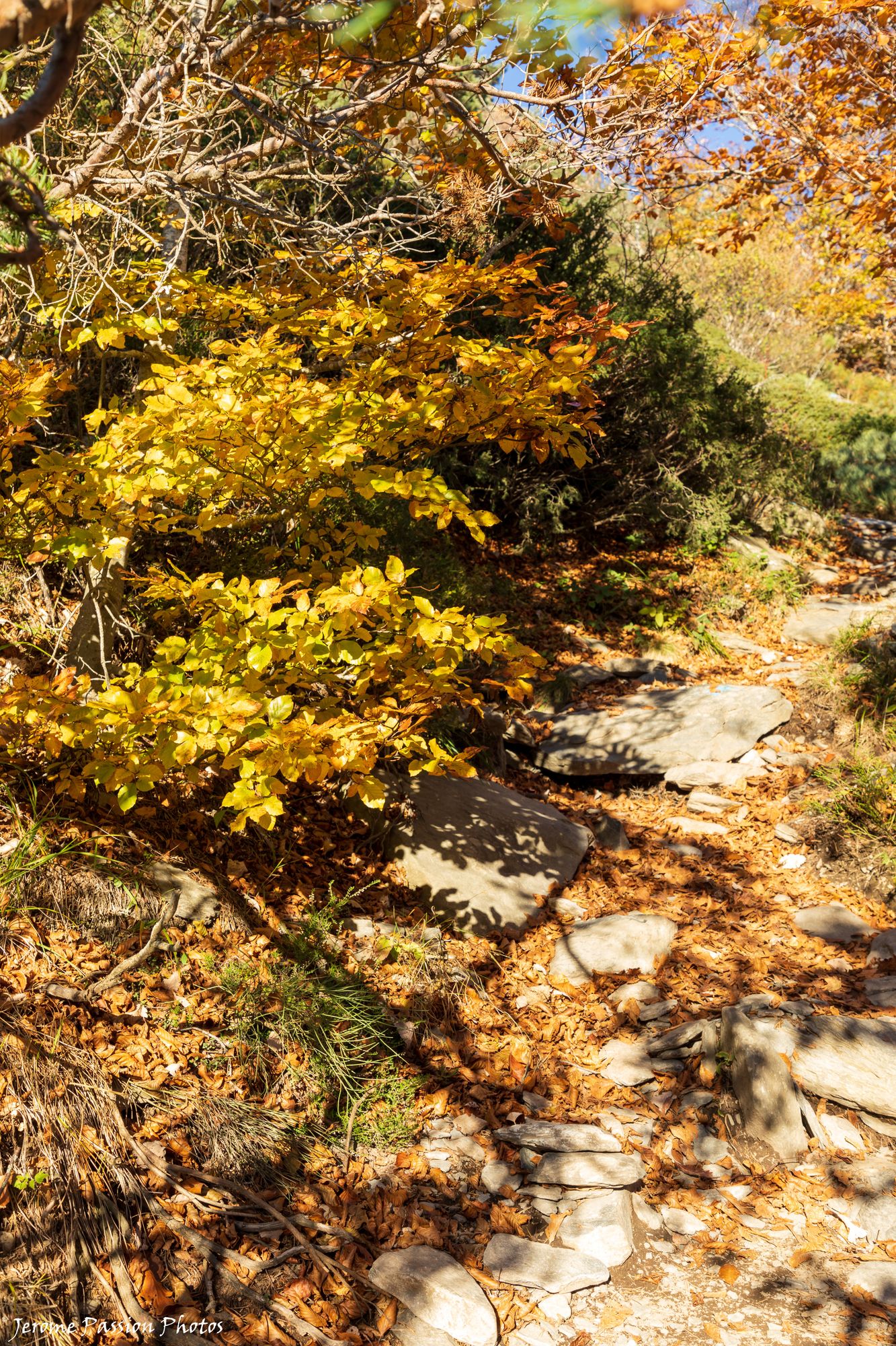 Chemin d'accès