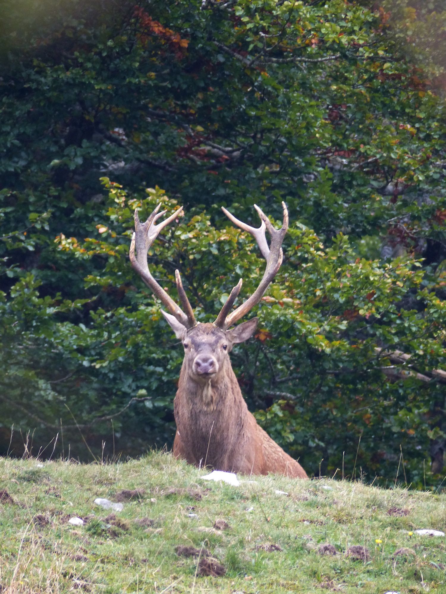 Cerf sauvage
