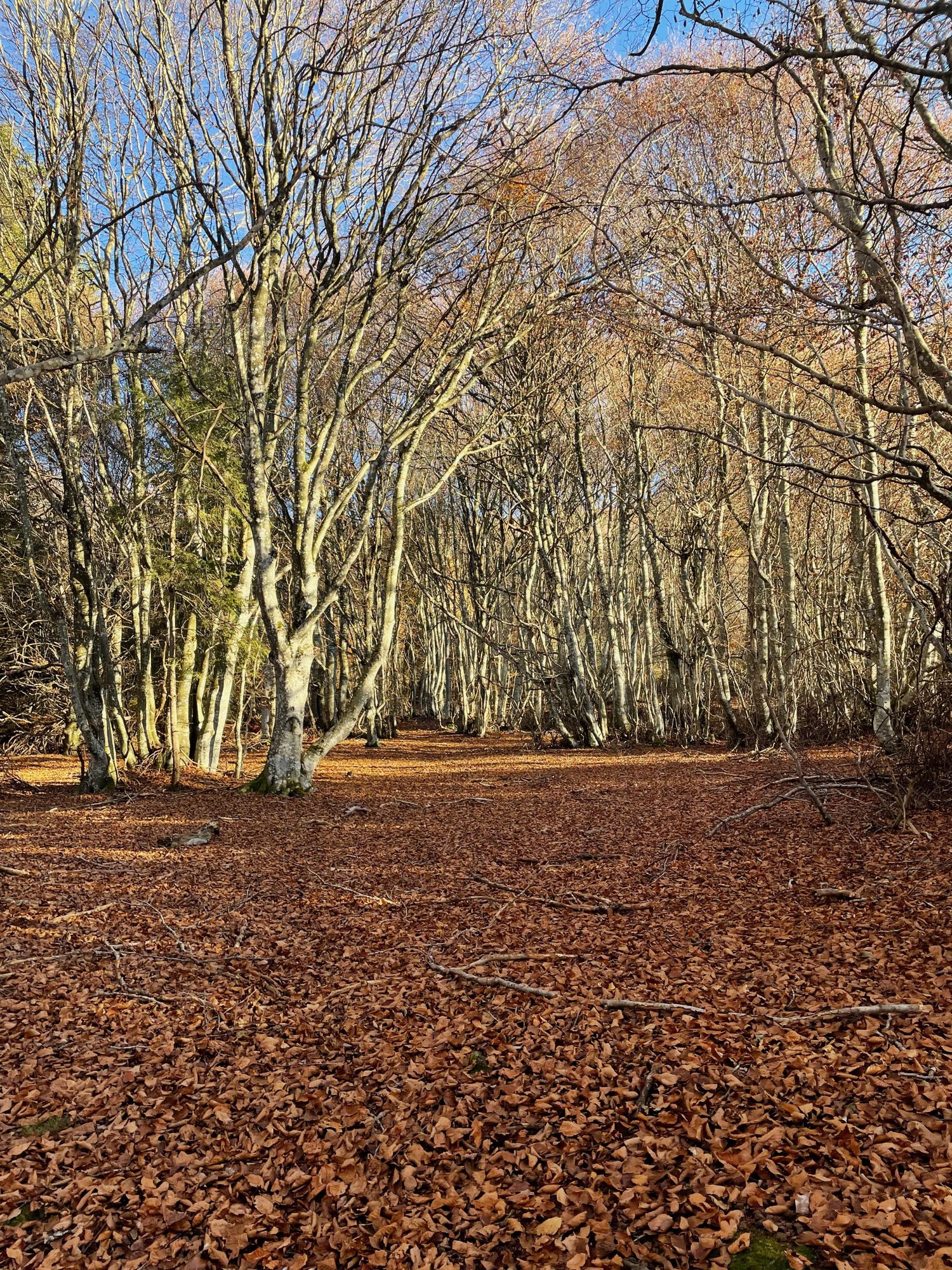 Forêt Puy chopine.