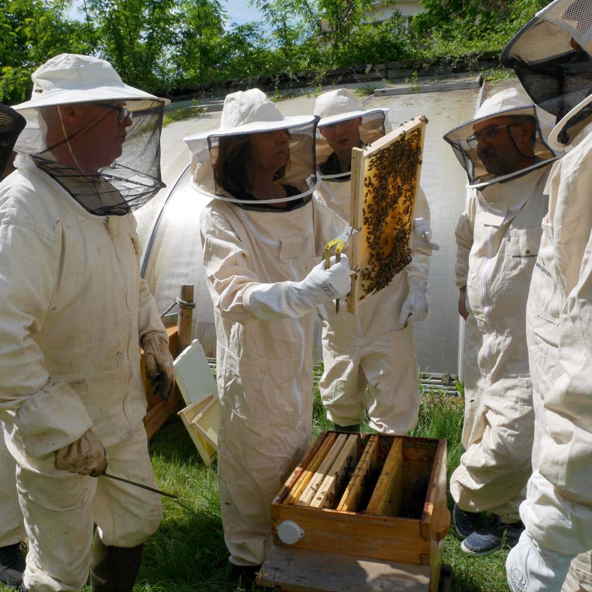 Les abeilles de Vichy