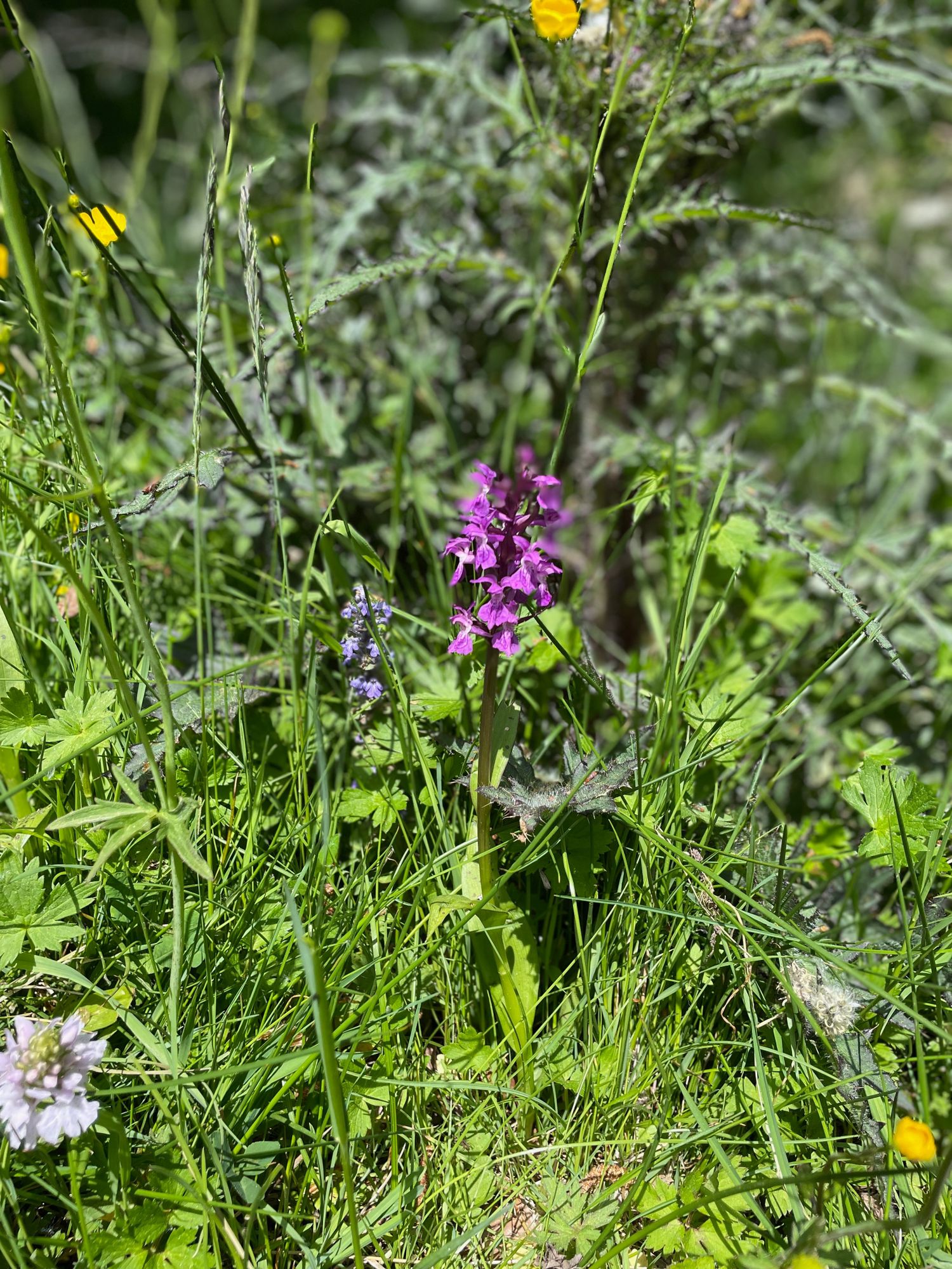 Fleurs dans la vallée de chaudefour en Auvergne