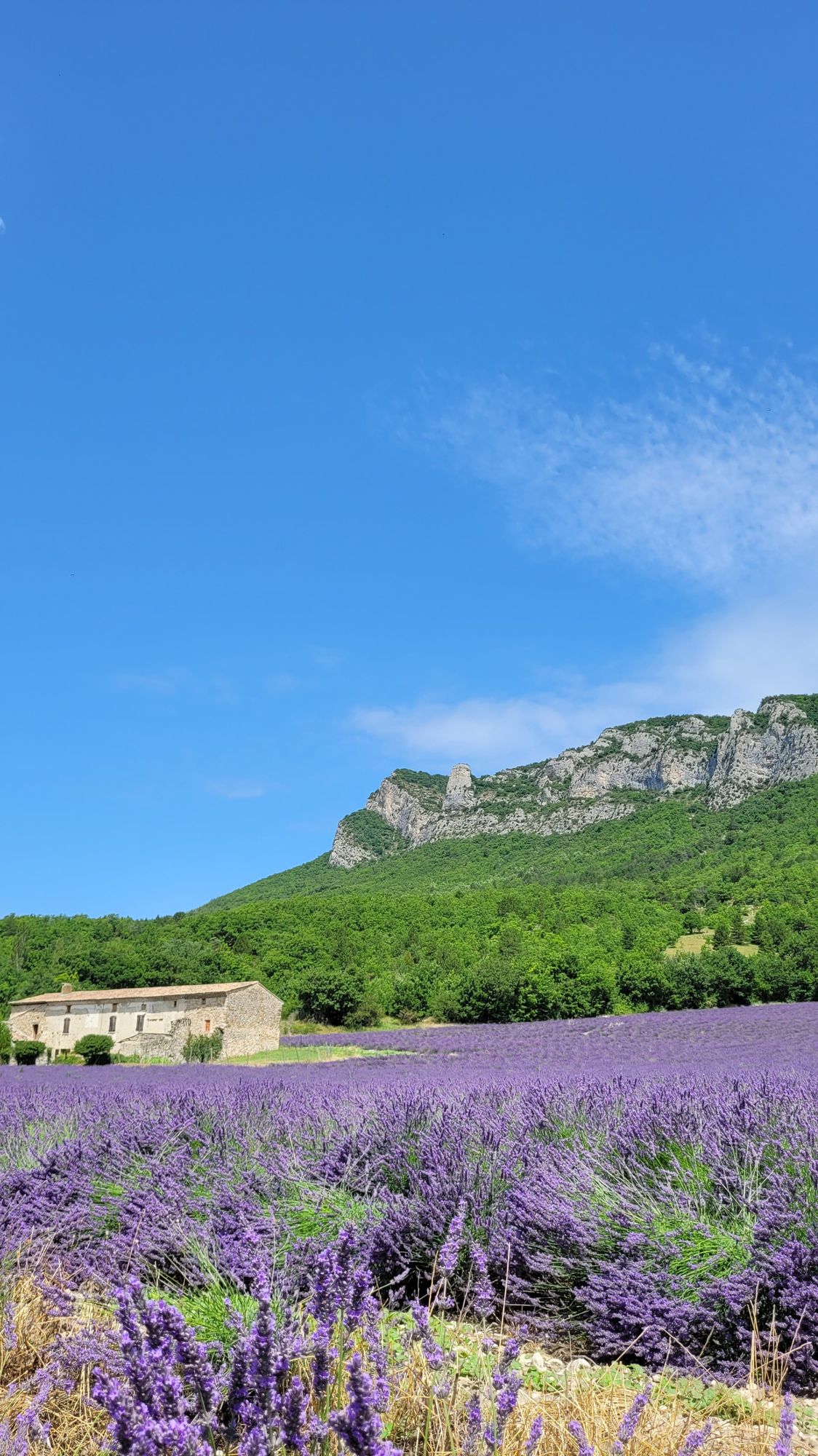 Lavande et montagne Drôme