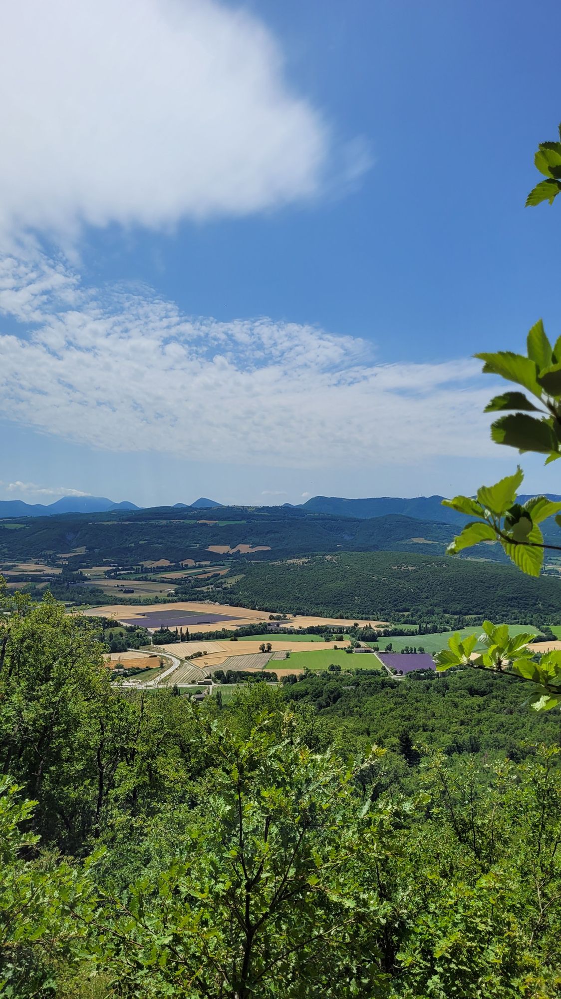 Champs de lavandes et Drôme