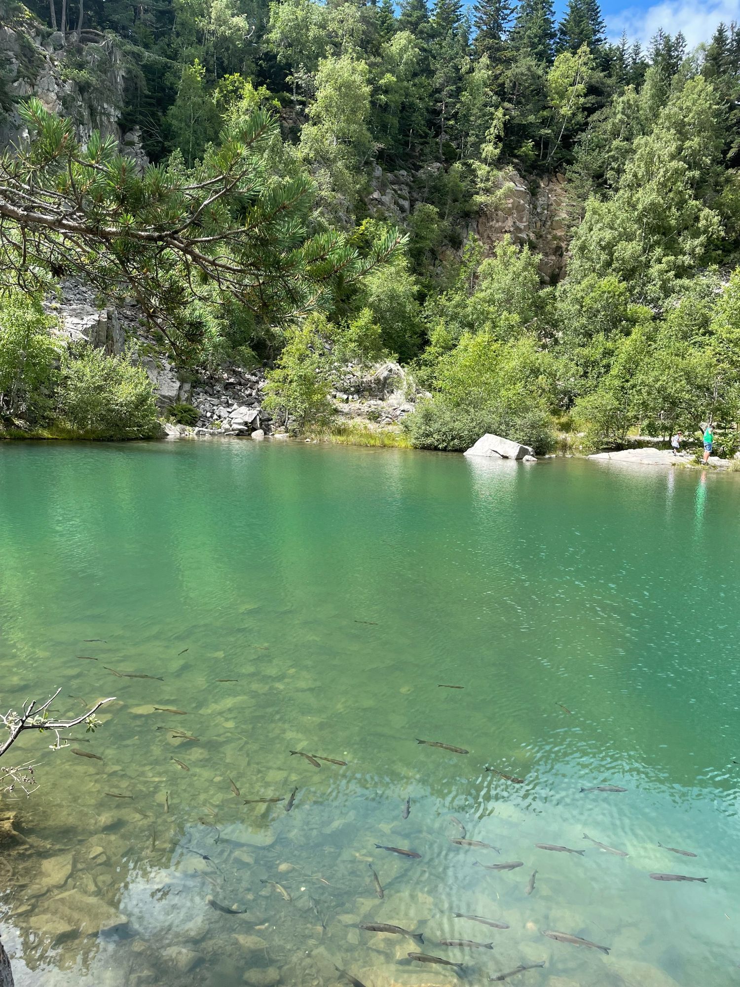 Les poissons dans le lac bleu.