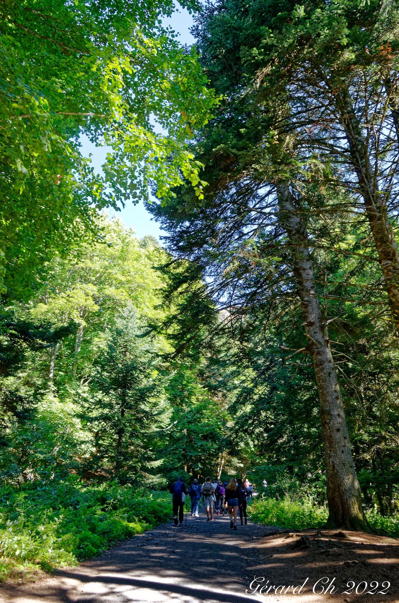 Départ du chemin des Muletiers en sous-bois