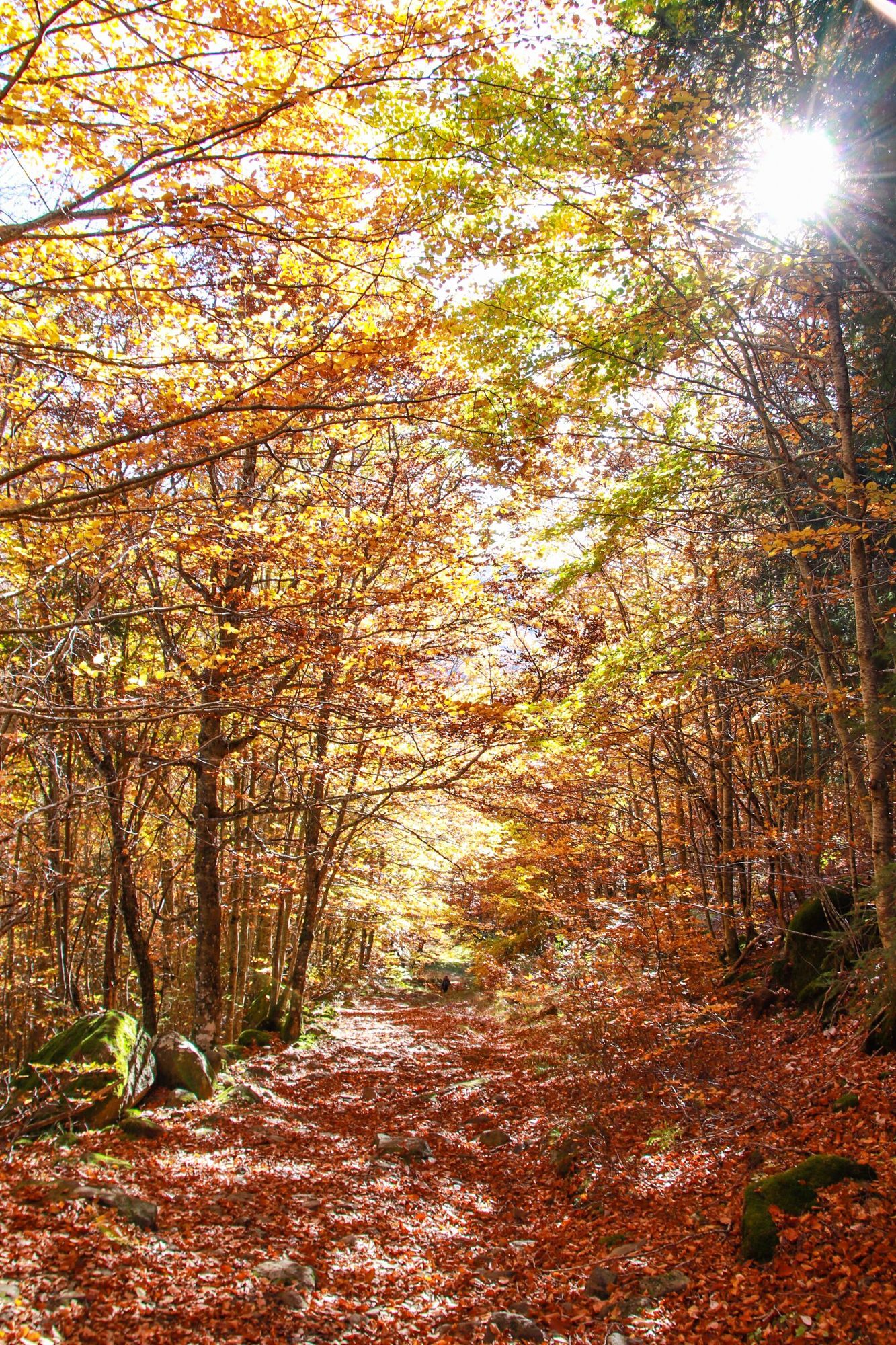 paysage d'automne