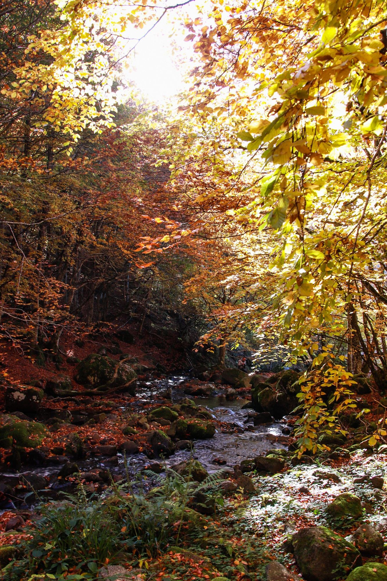 paysage d'automne auvergnat