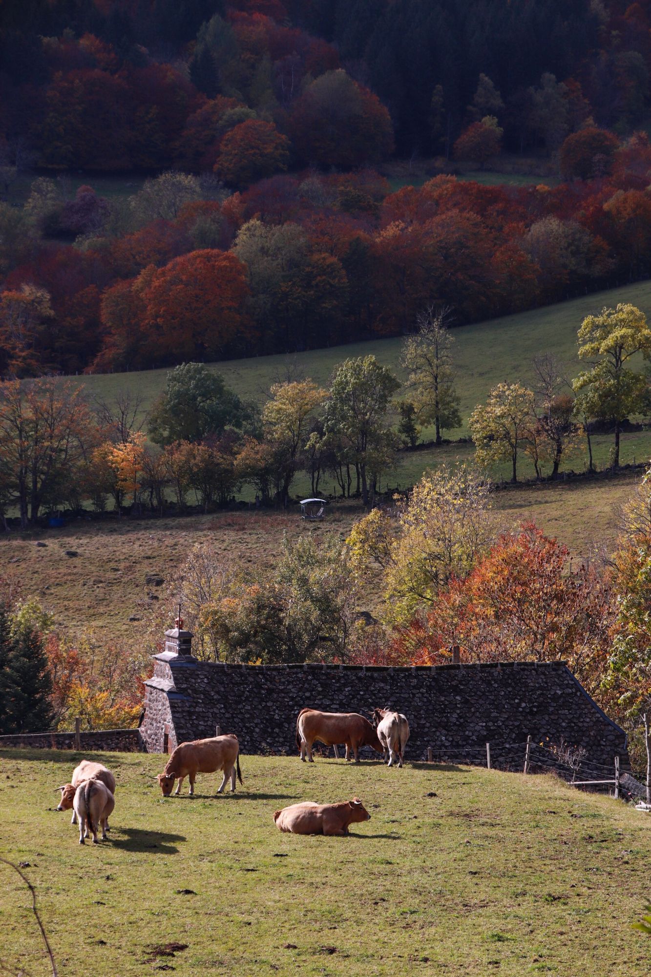 Fin de la rando sur des beaux paysages du Cantal
