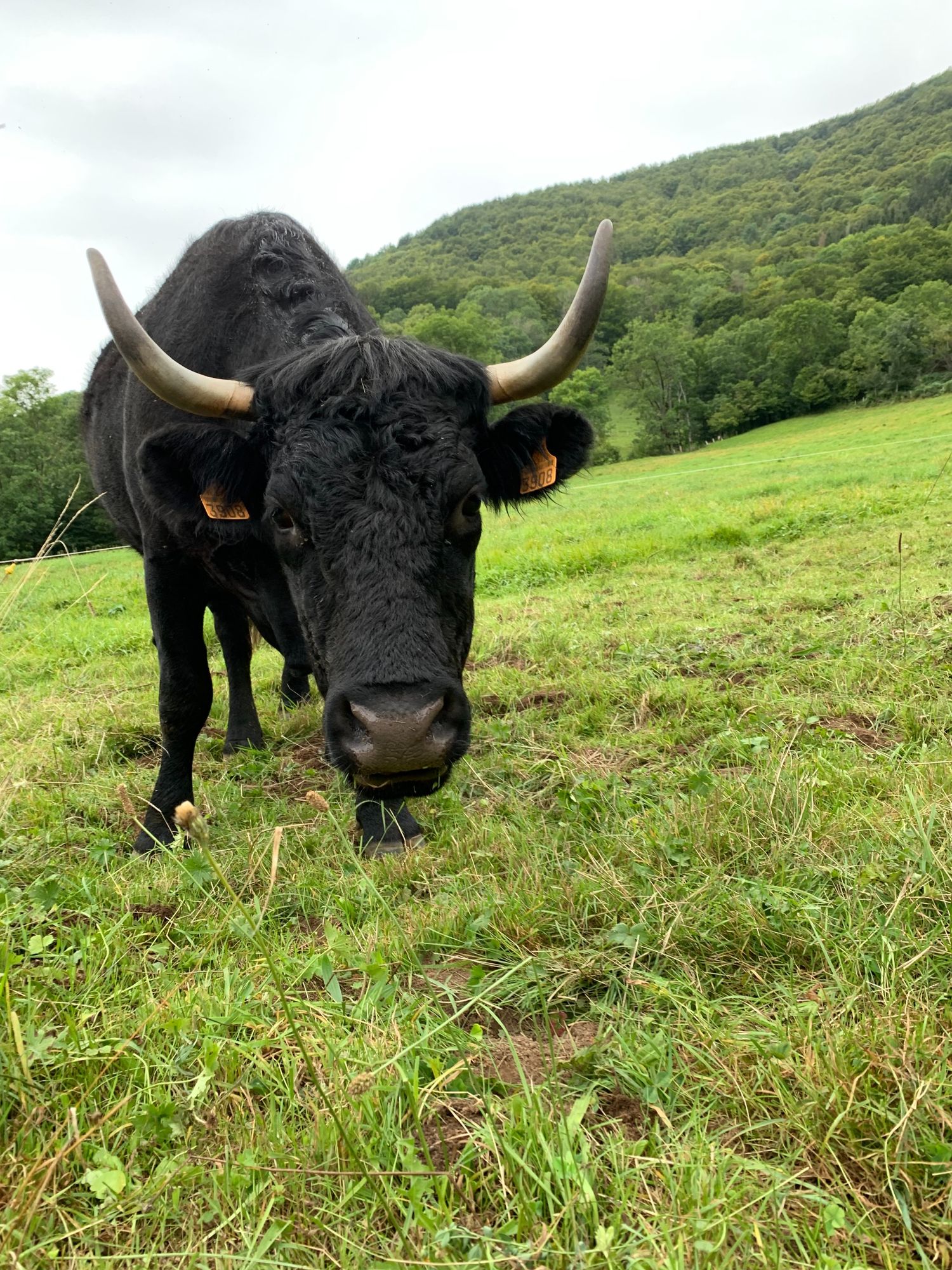 Vache dans le près en face de la cascade de Faillitoux
