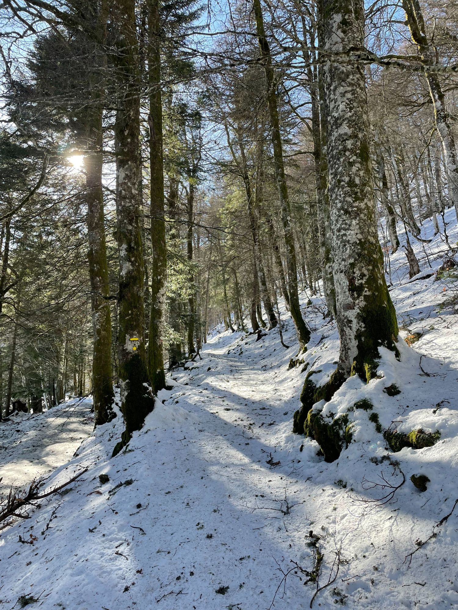 Arbres enneigés au Lac Pavin