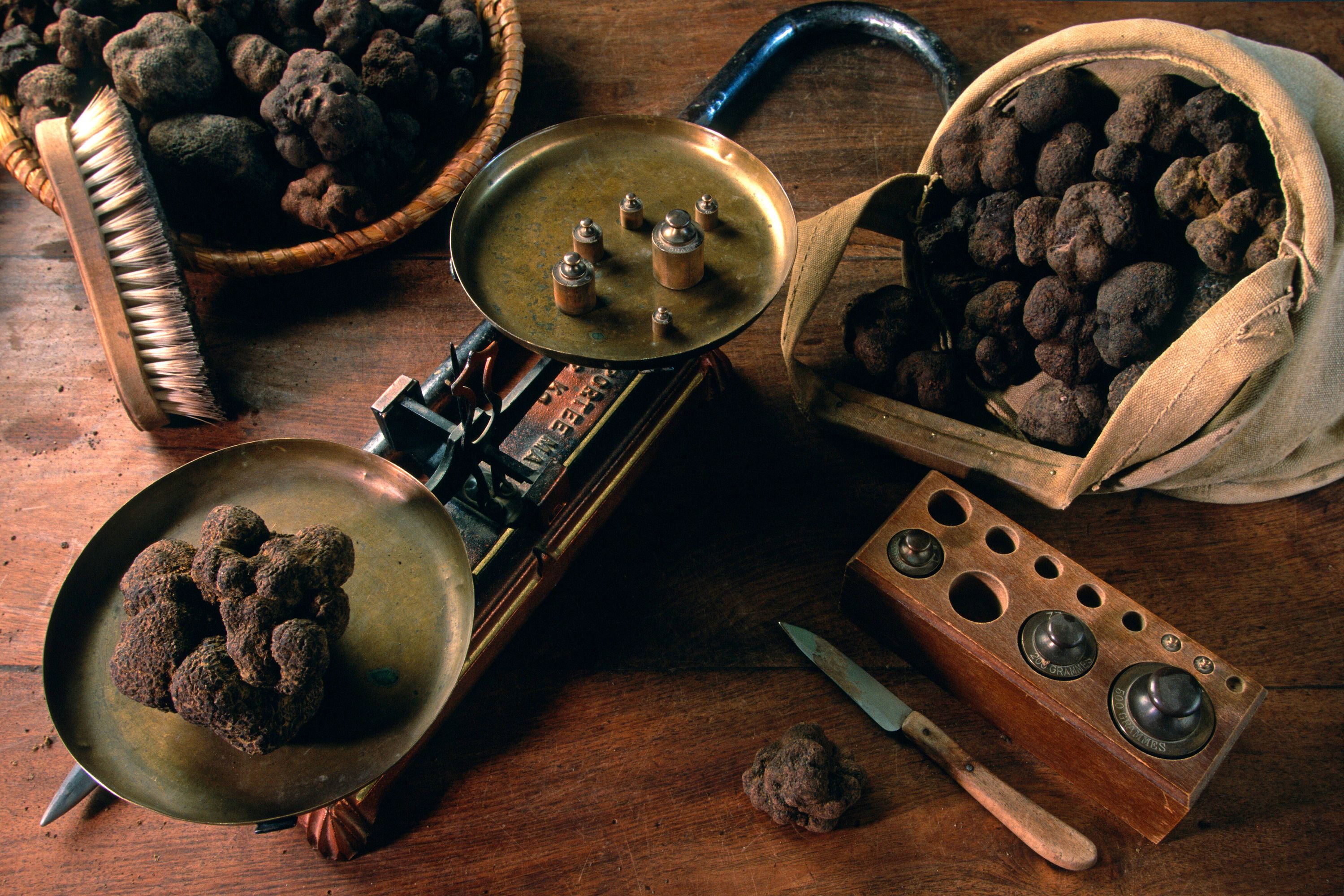 Truffe noire du Tricastin