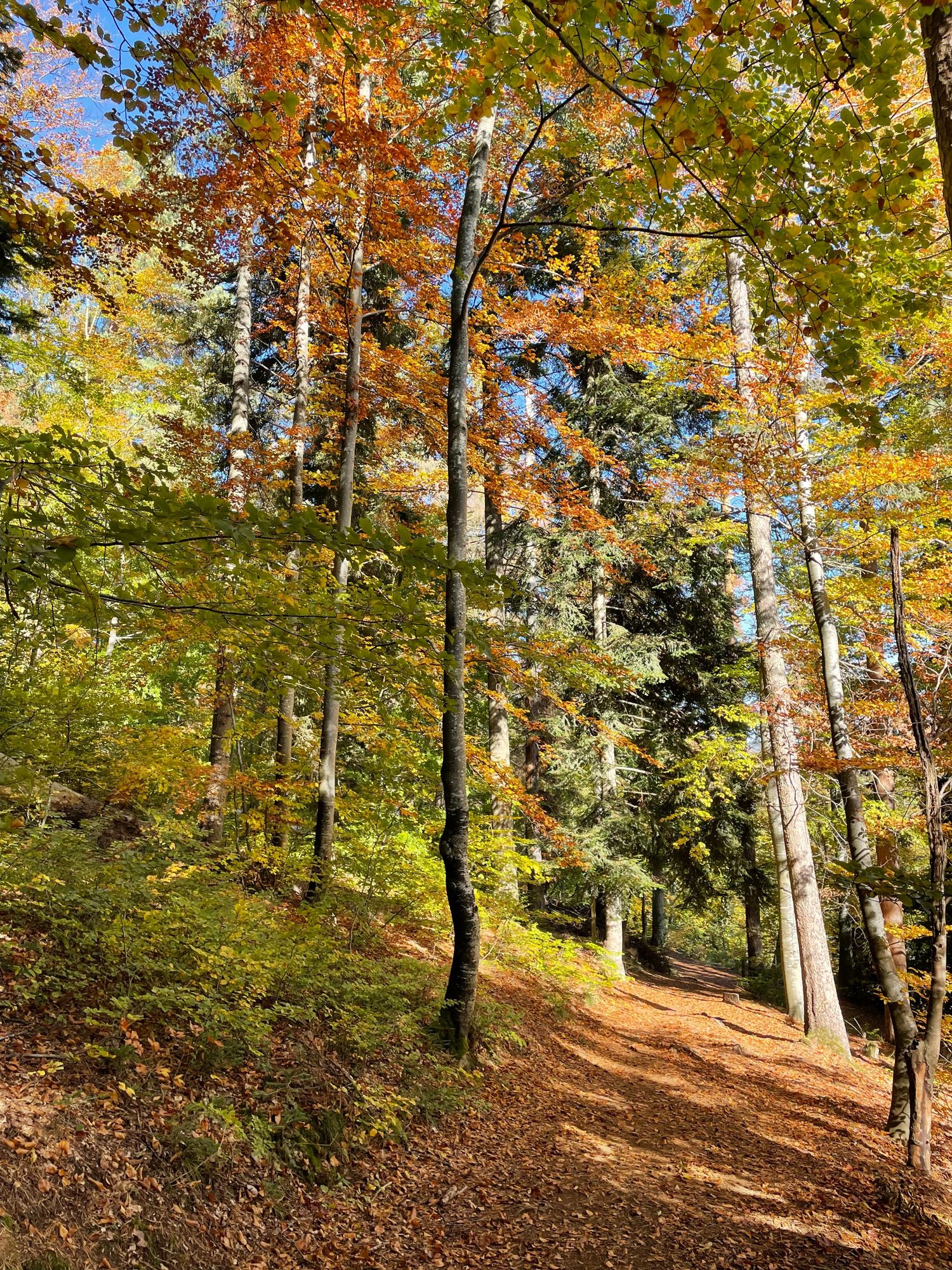 Sentier du Puy du Tartaret 