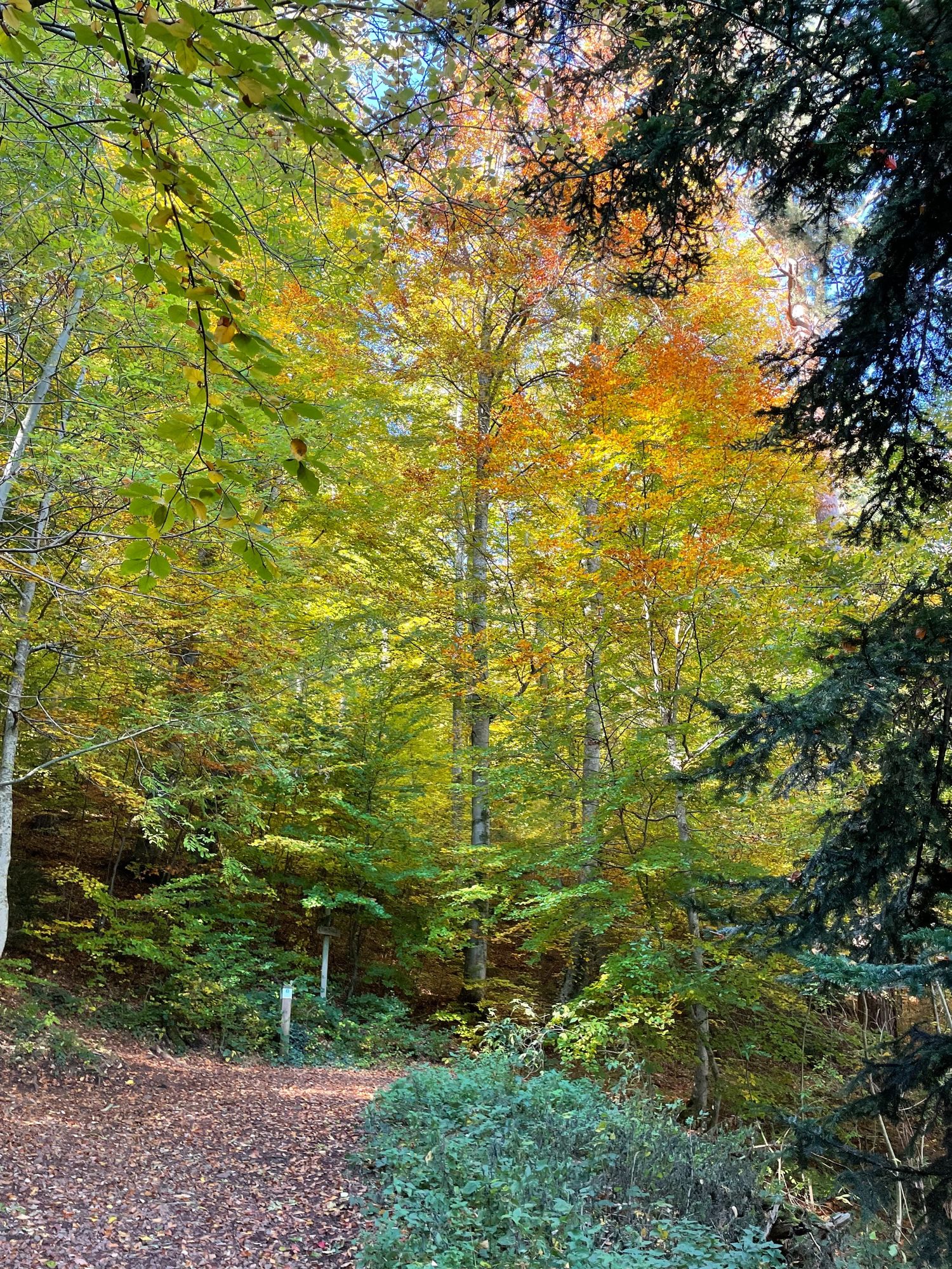 Sentier du volcan du Tartaret dans le Puy de Dôme