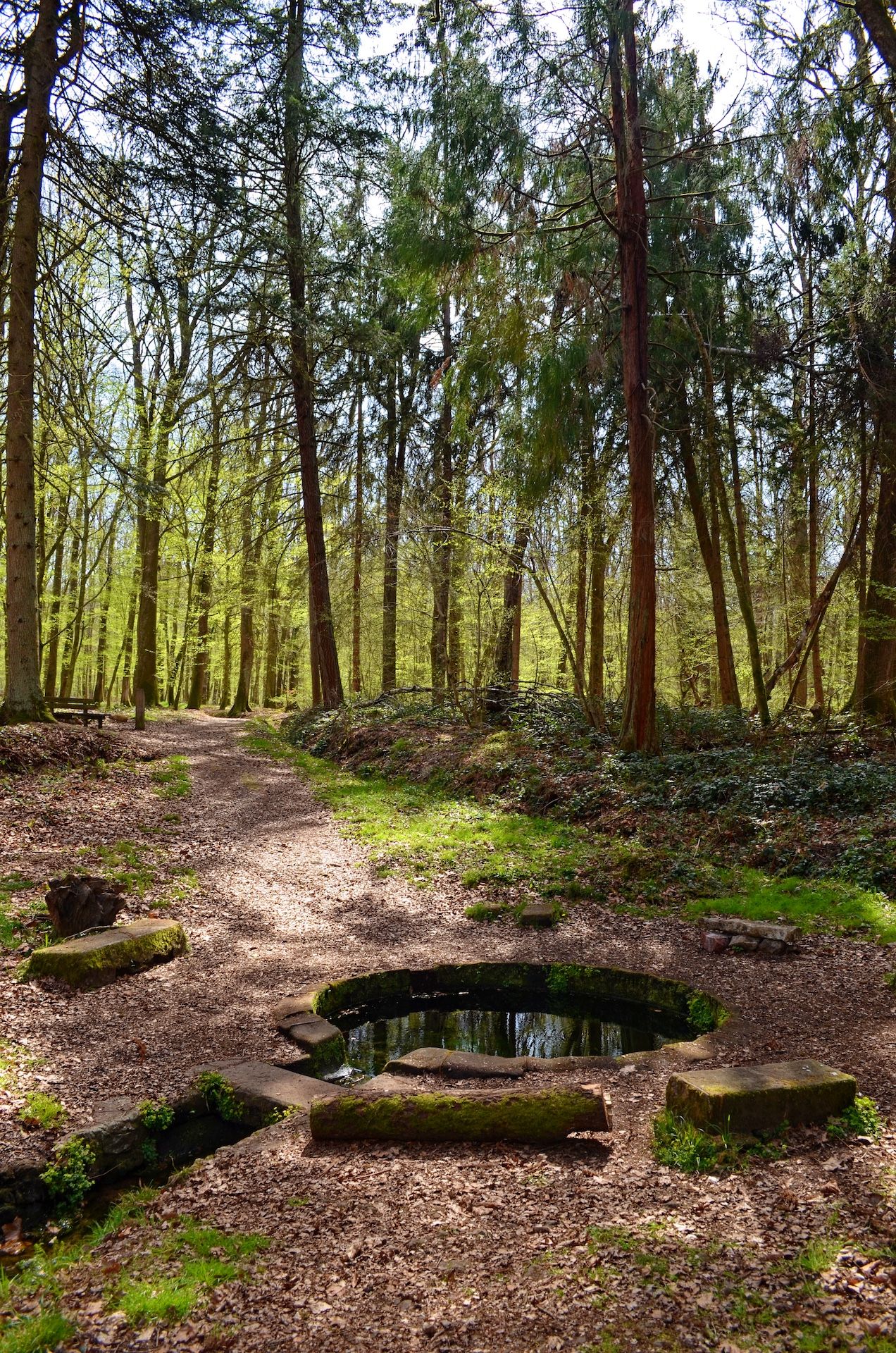 Fontaine de Viljot - Forêt de Tronçais - Allier Bourbonnais