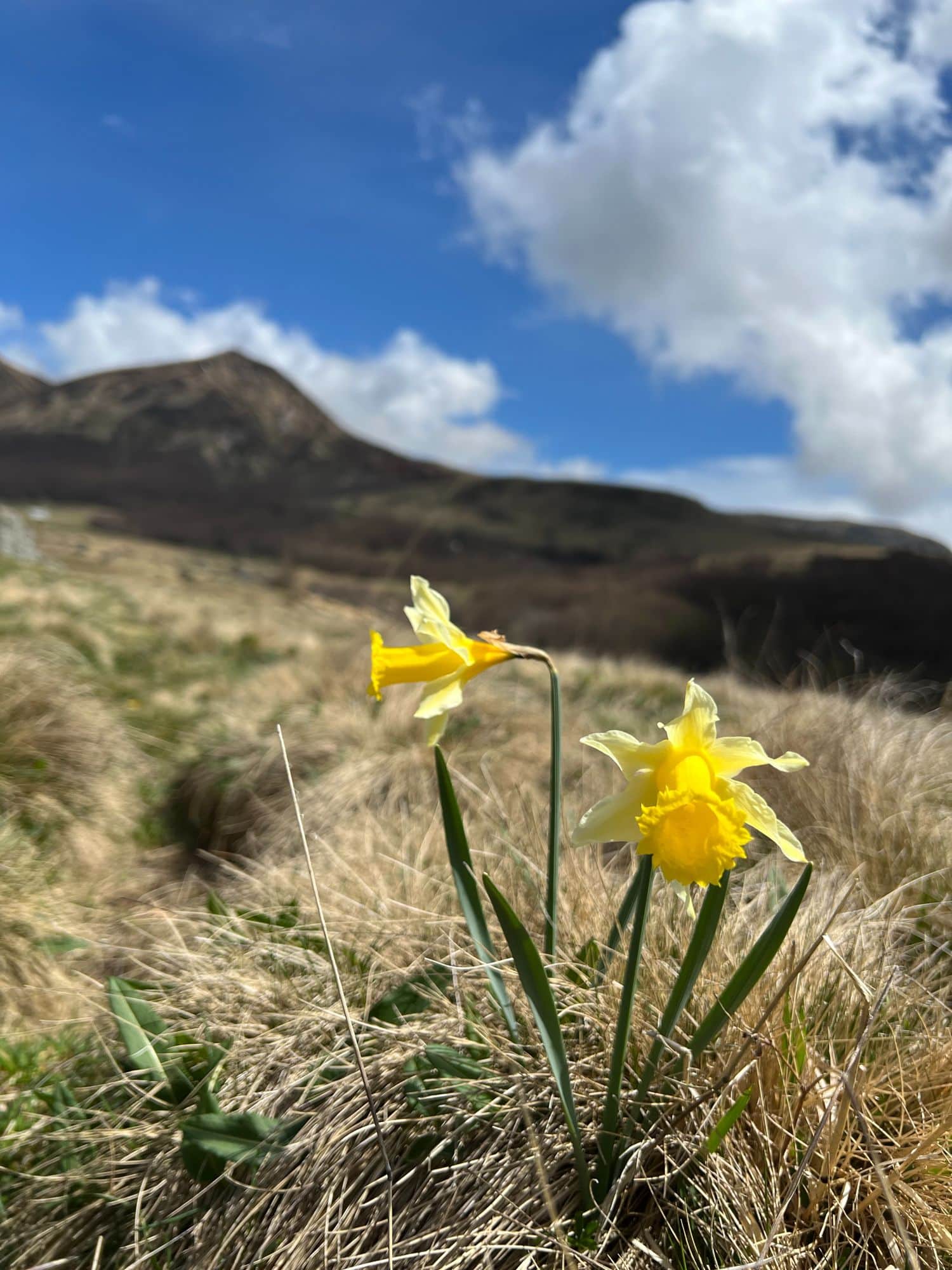 Jonquilles en Auvergne