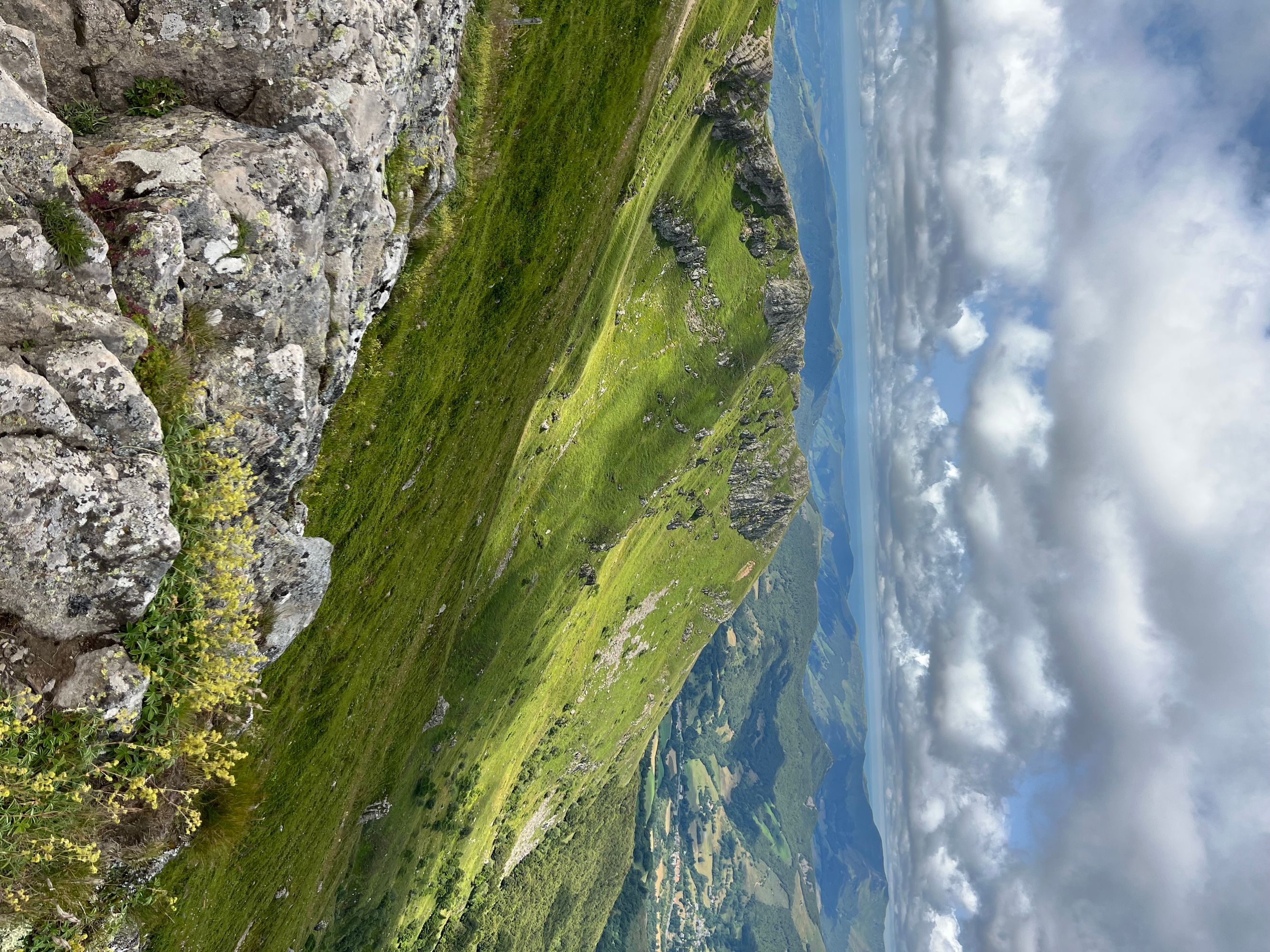 Harpon du diable dans le Cantal