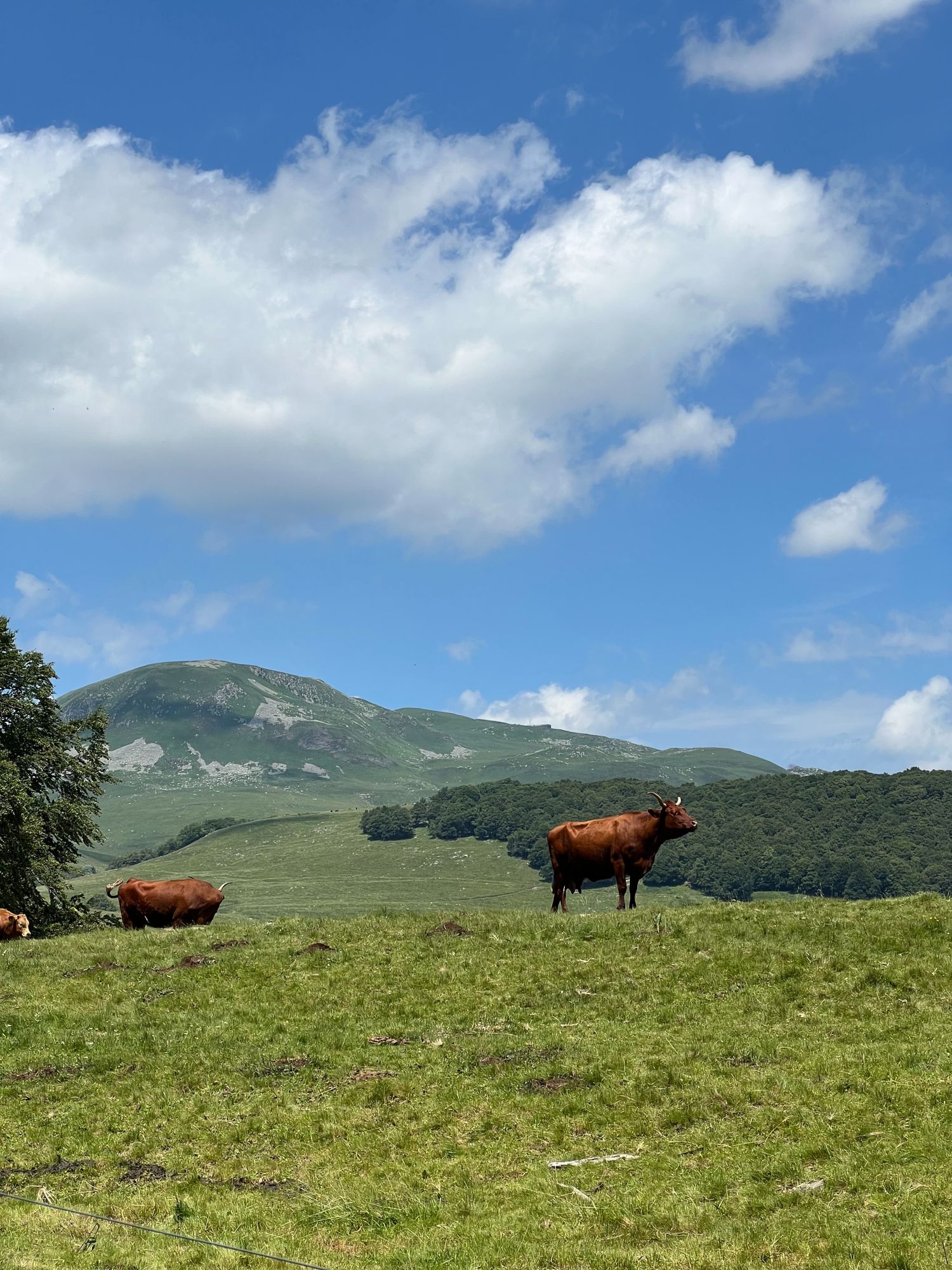 Vache de race Salers à Picherande dans le Puy-De-Dôme