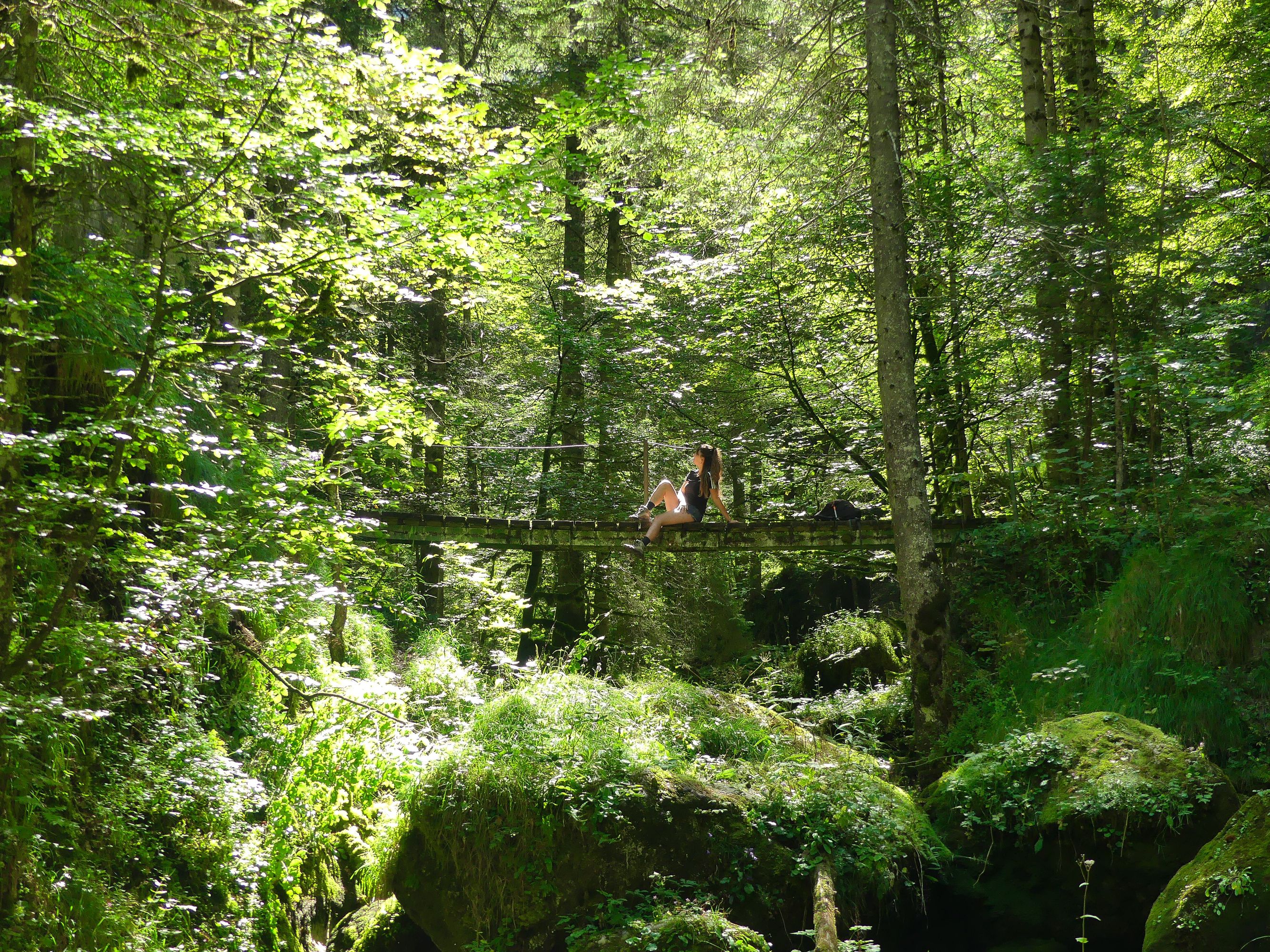 Forêt du Vercors