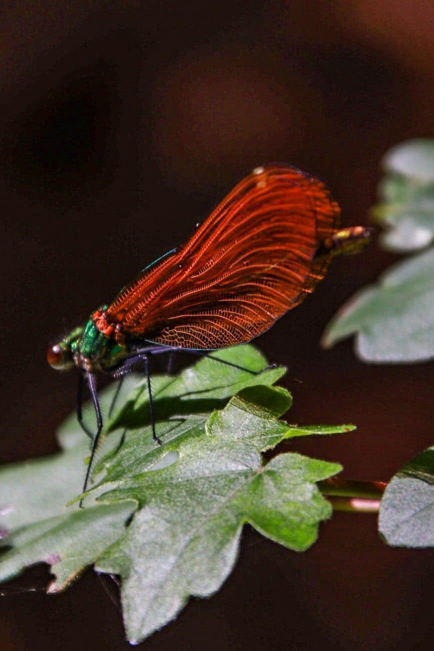 Demoiselle au bord d'un ruisseau
