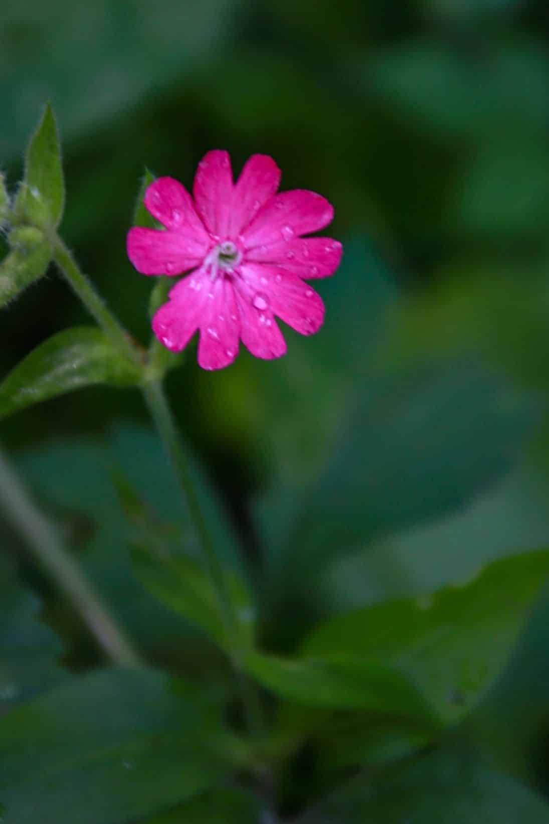 fleur violette/rose au bord de l'eau