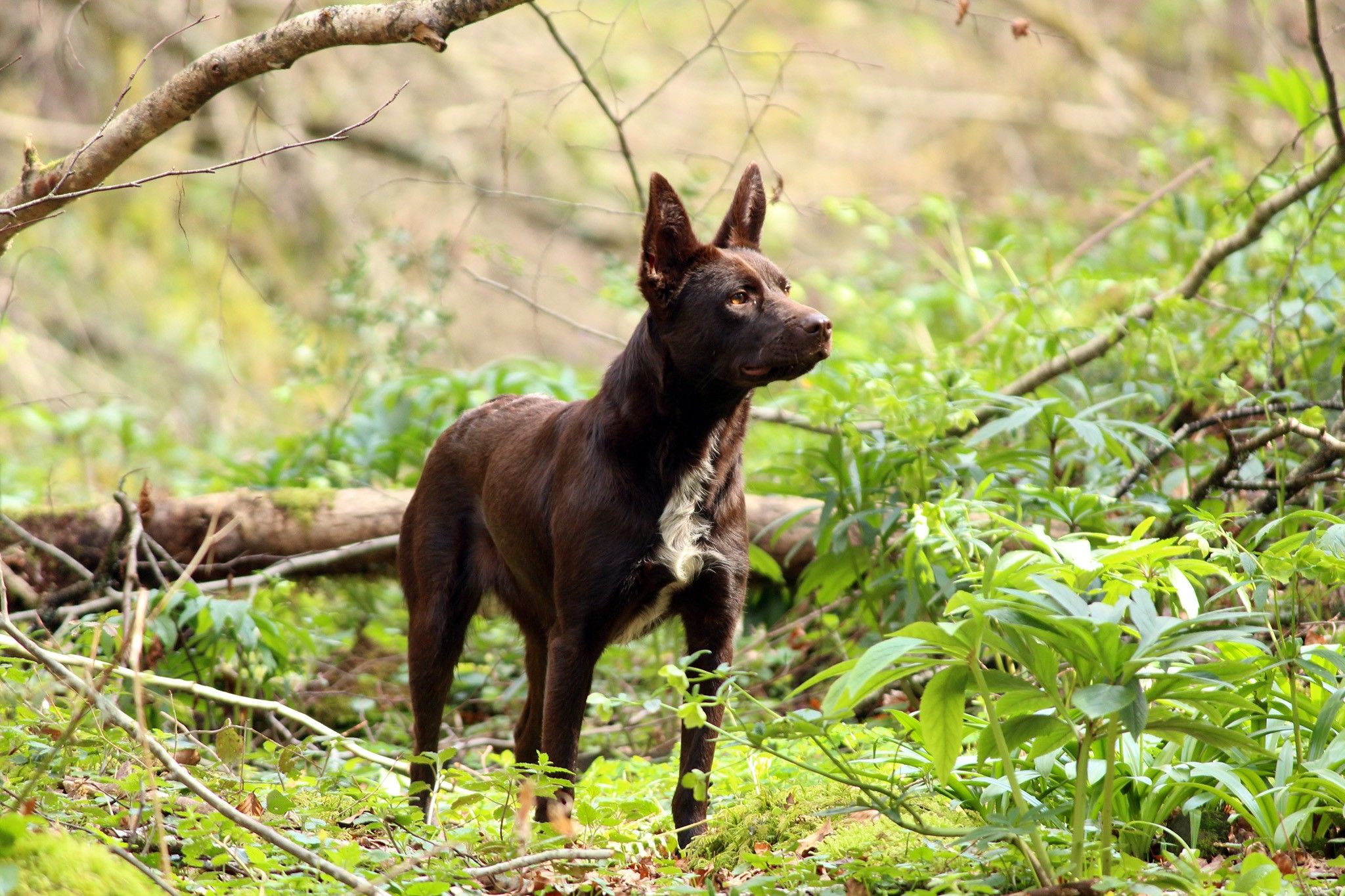 Balade en forêt avec son chien Ardèche