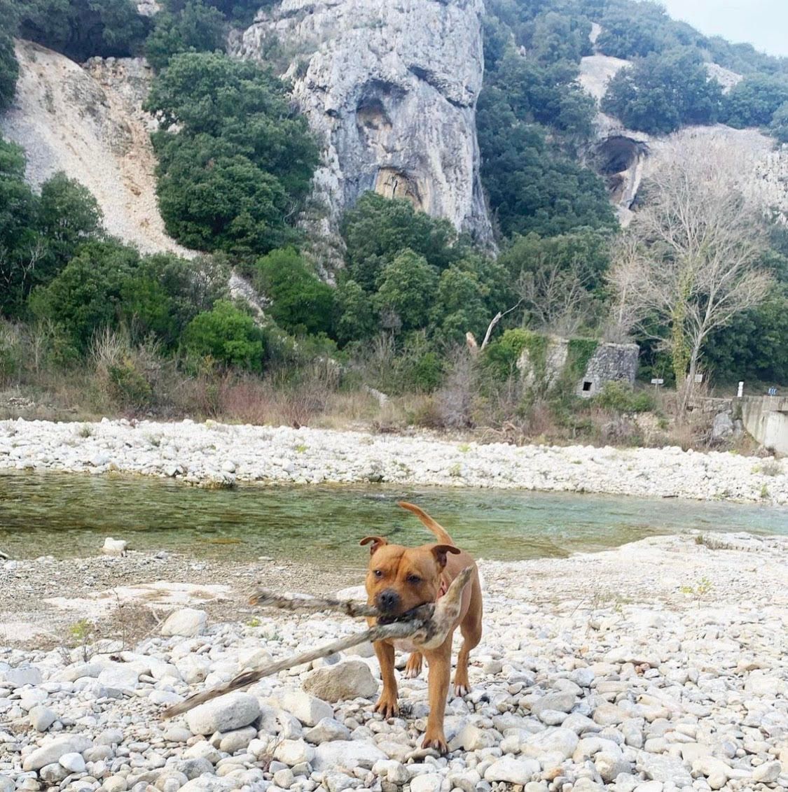 Trou de la lune, vallée de l'Ibie, St Maurice d'Ibie, rivière en Ardèche, baignade avecv son chien