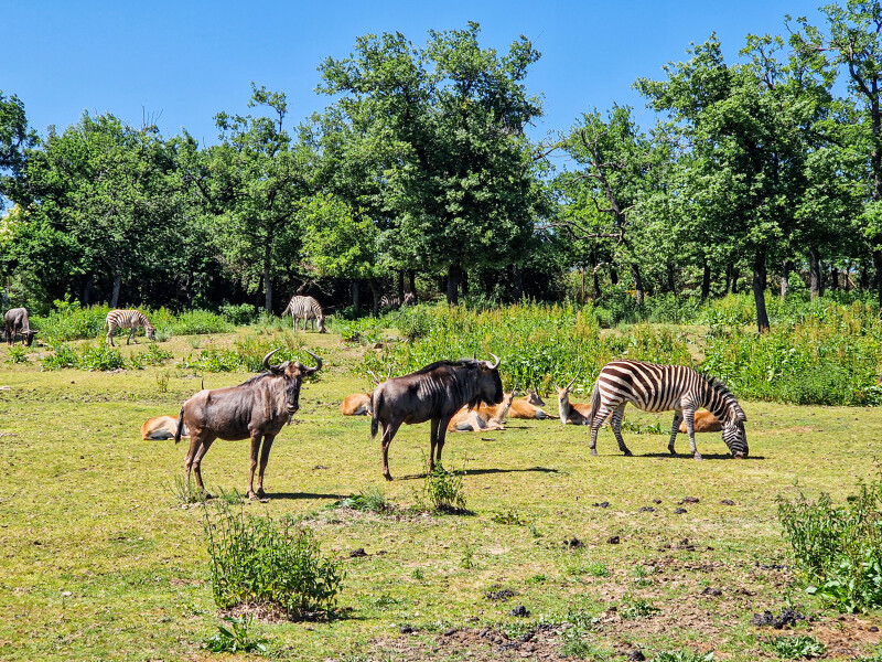 animaux au Safari Peaugres