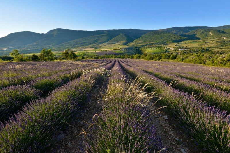 Champ de lavande en Baronnnies provençale