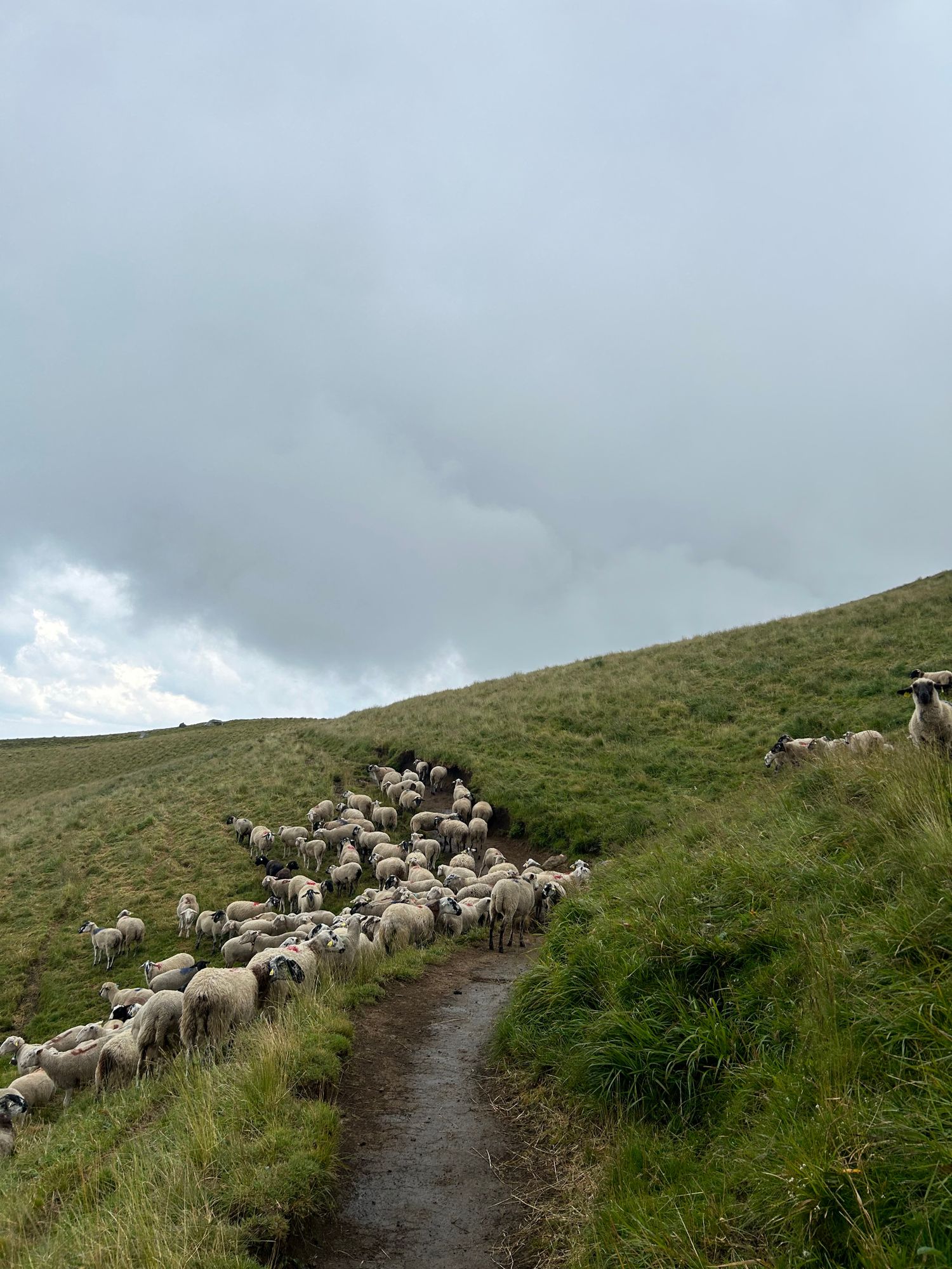 Les moutons dans la vallée de Chaudefour