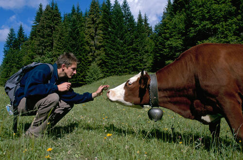 un homme et une vache en face à face au milieu d'une prairie