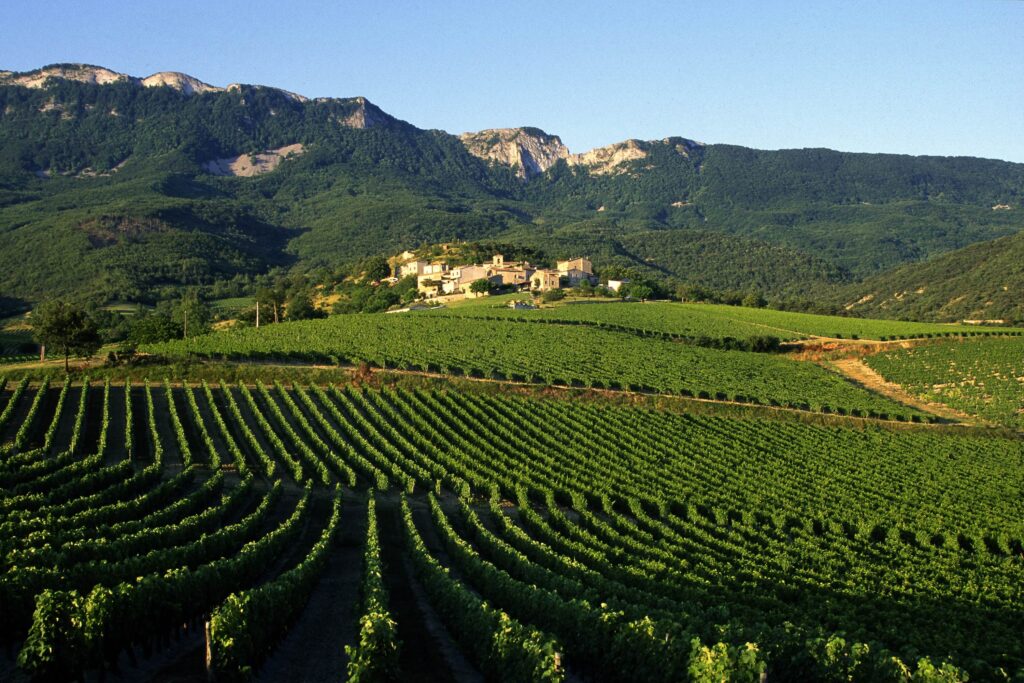 Vignoble de la Clairette de Die à St-Sauveur-en-Diois - vallée de la Drôme