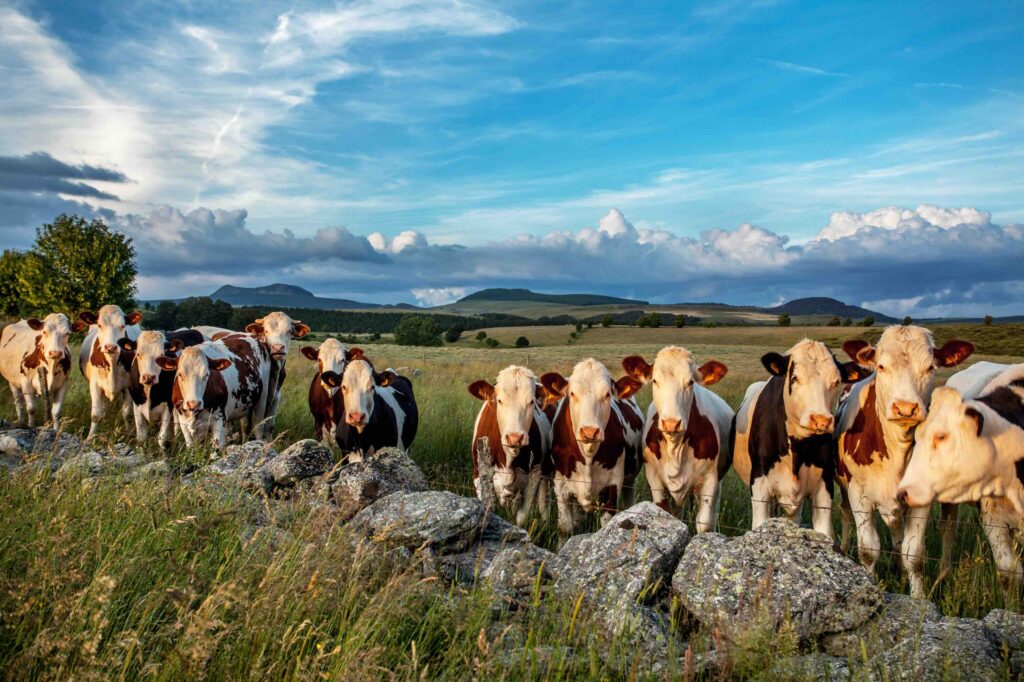 Vaches sur le plateau du Mézenc