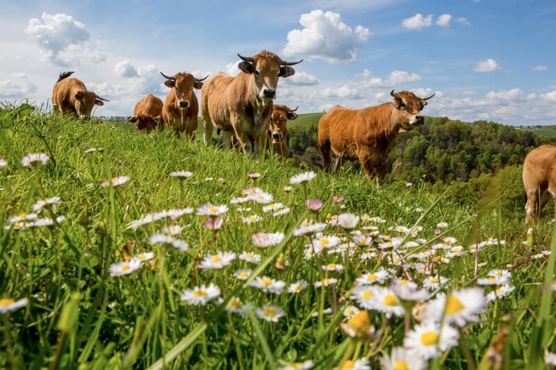 Vaches de race Aubrac en train de pâturer dans un champ d'herbe et de petites fleurs