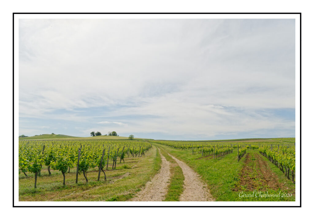 Vignoble de Saint-Pourçain à Louchy-Montfand - Allier Bourbonnais