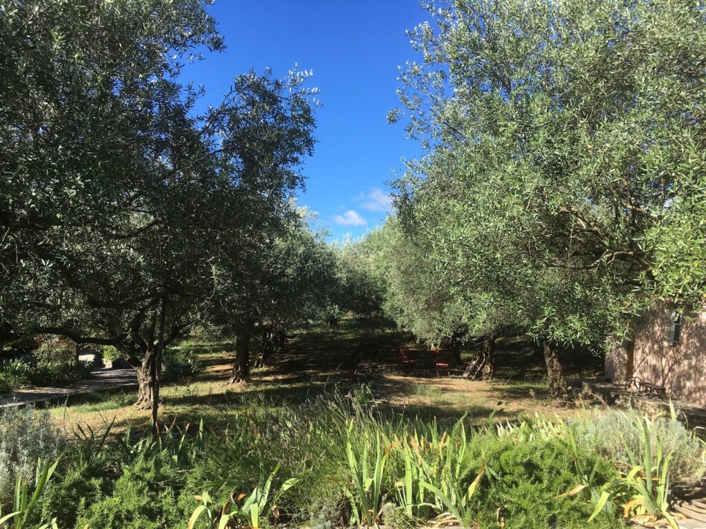 Visite et dégustation de l'oliveraie et de la miellerie de la Bastide
