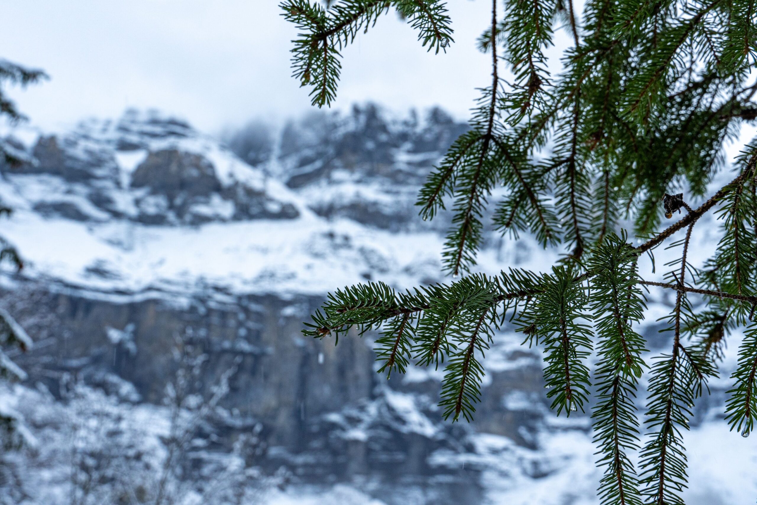 premières neiges à sixt