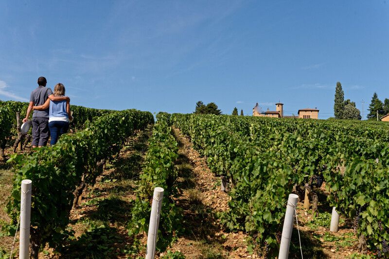 Beaujolais - les vignes