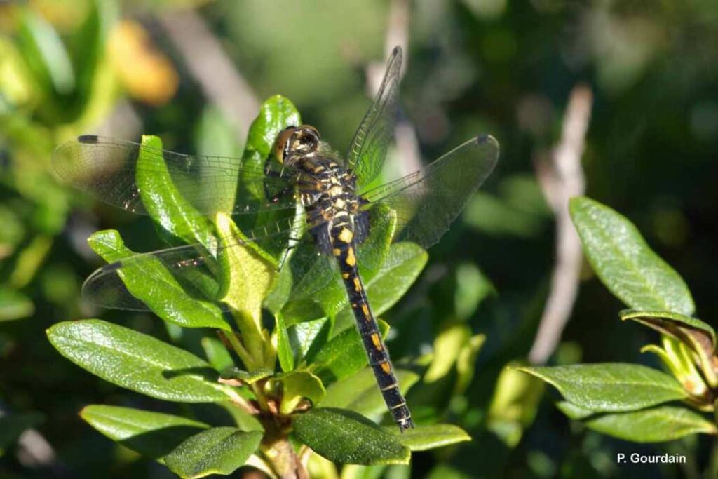 Leucorrhine douteuse