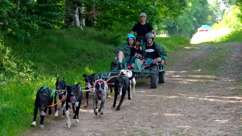 Activité chiens de traineau pendant une échappée en famille avec un multimédaillé paralympique
