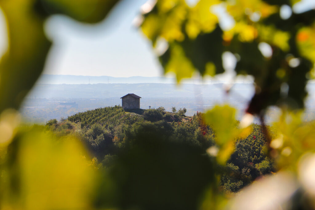 Echappée gourmande dans les vignes @Adelive Viviant