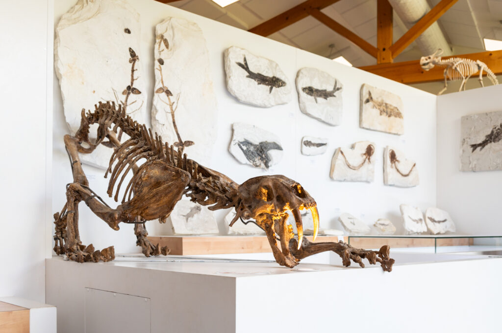 Fossile muséum balazuc