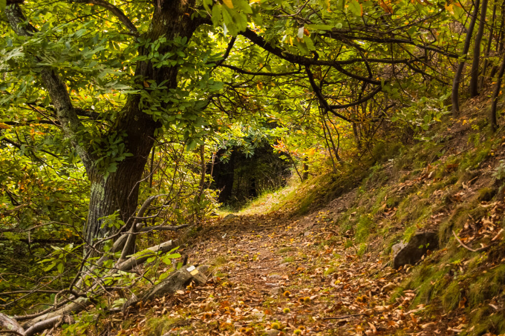 Balade en forêt en automne