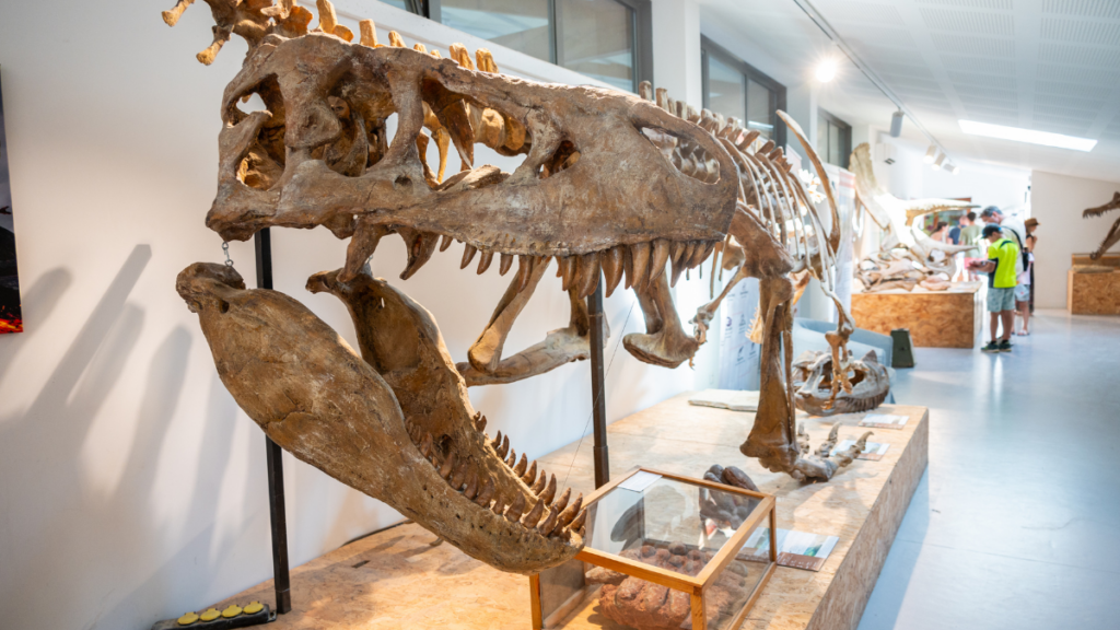 Crâne de dinosaure Ardèche