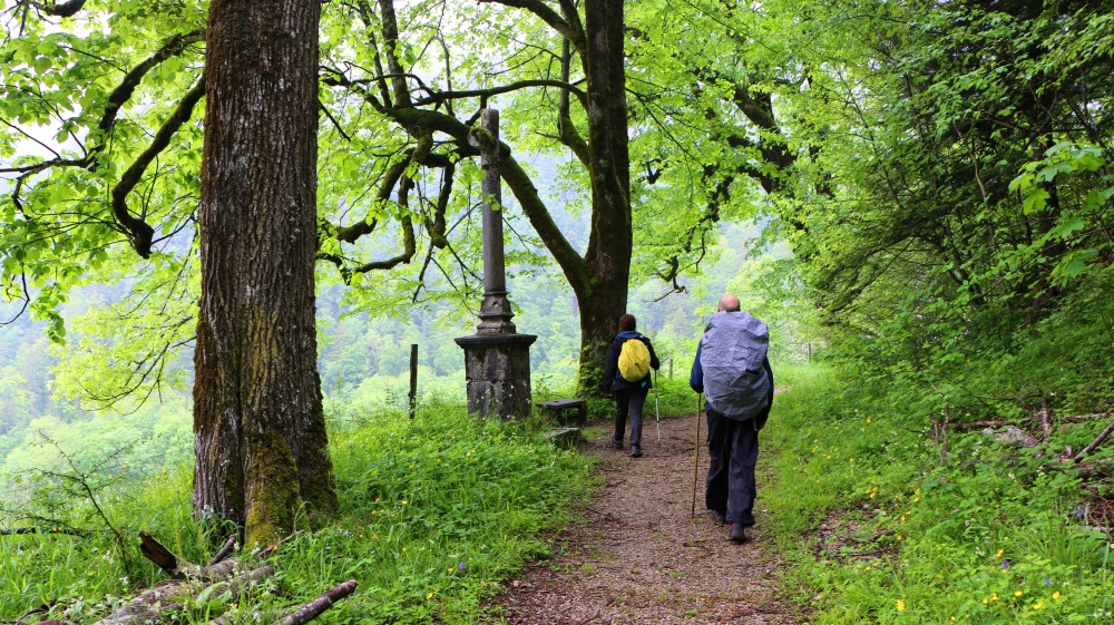 Forêt et Marche Afghane.
Se ressourcer en montagne en synergie avec les éléments de la forêt et la marche afghane
