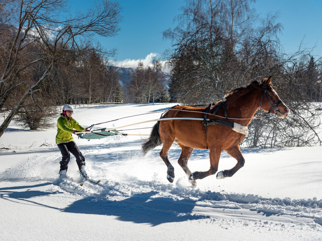 Skieur pratiquant le ski-joëring tracté par un cheval