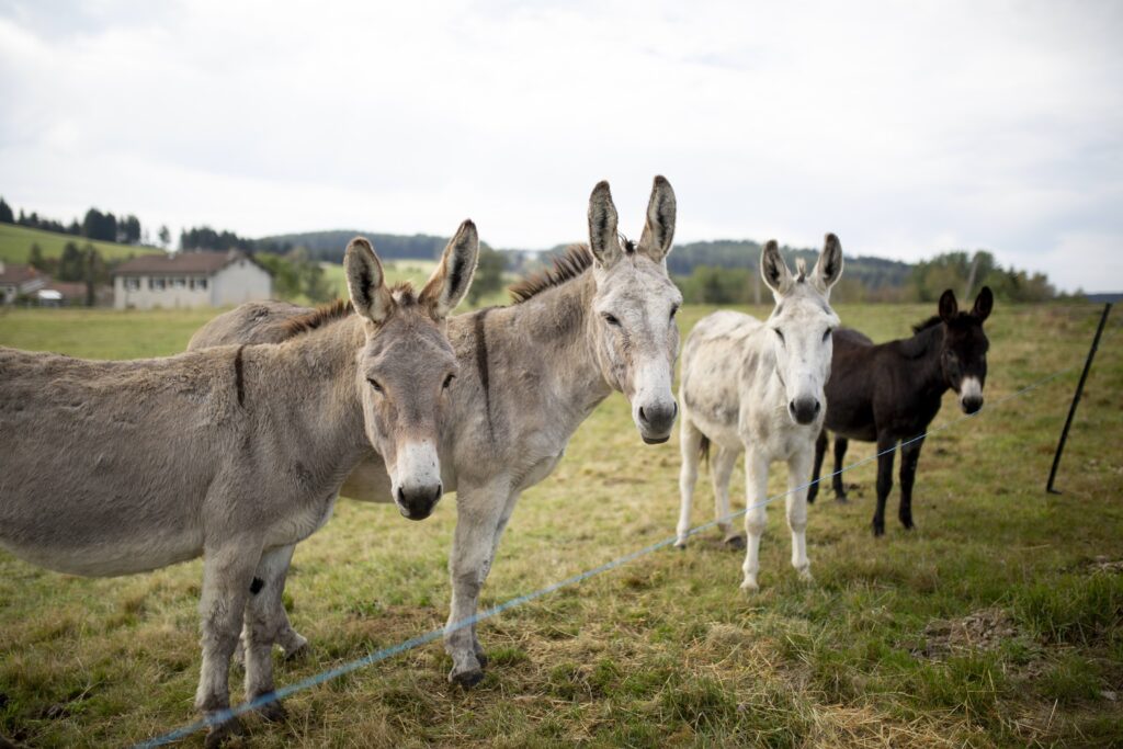 4 ânes de l'association Barbanch'Anim