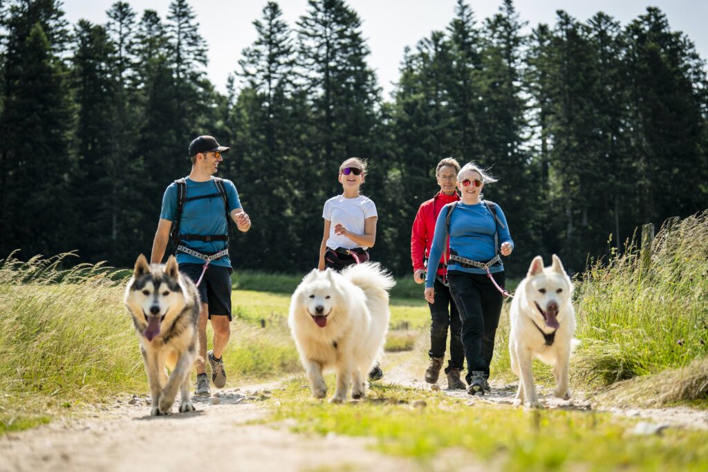 4 personnes en cani-rando avec des chiens nordiques dans le massif du Pilat