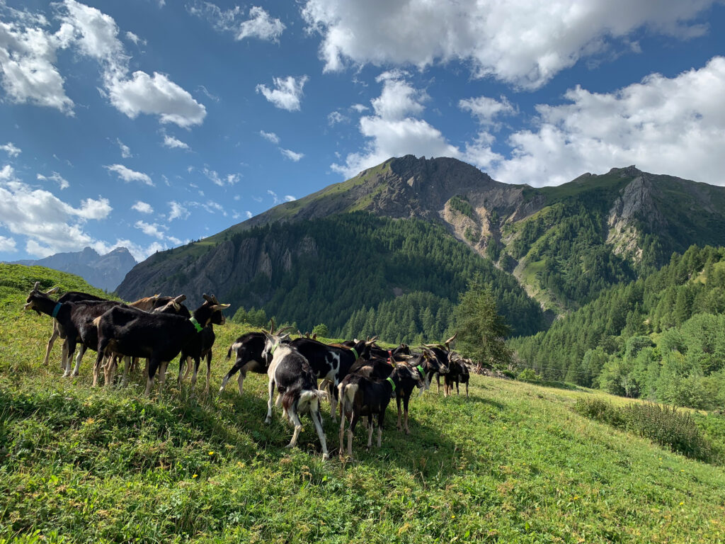 Chèvres de Savoie de la ferme des Étroits à Valloire