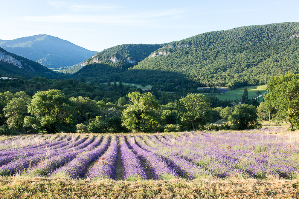 L'Essentiel de la lavande